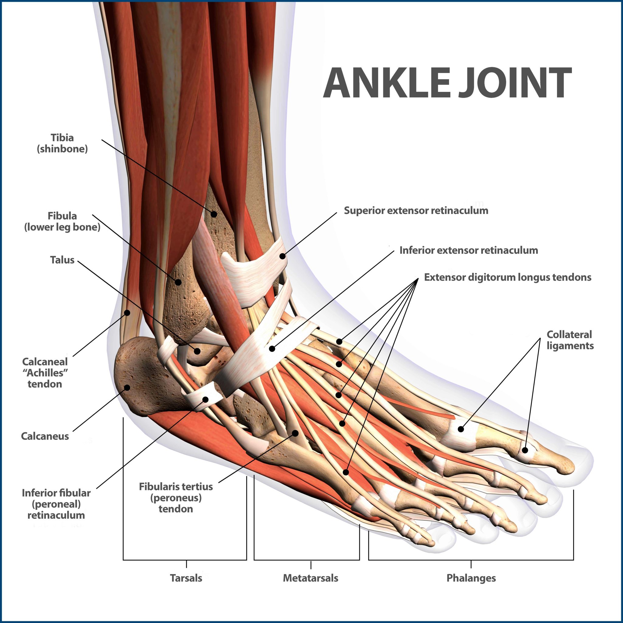 Foot And Ankle Injury Treatment In Dee Why Contemporary Healthcare foot-and-ankle-injury-treatment-in-dee-why-contemporary-healthcare